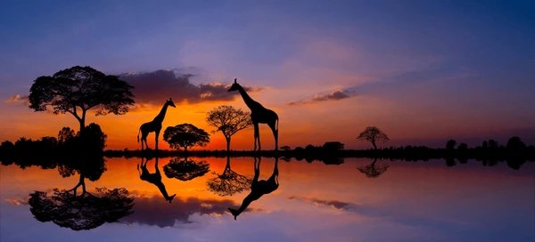 Safari Photography