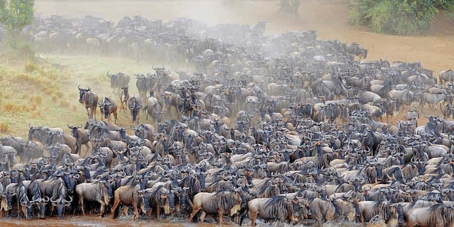 Great Migration in Serengeti