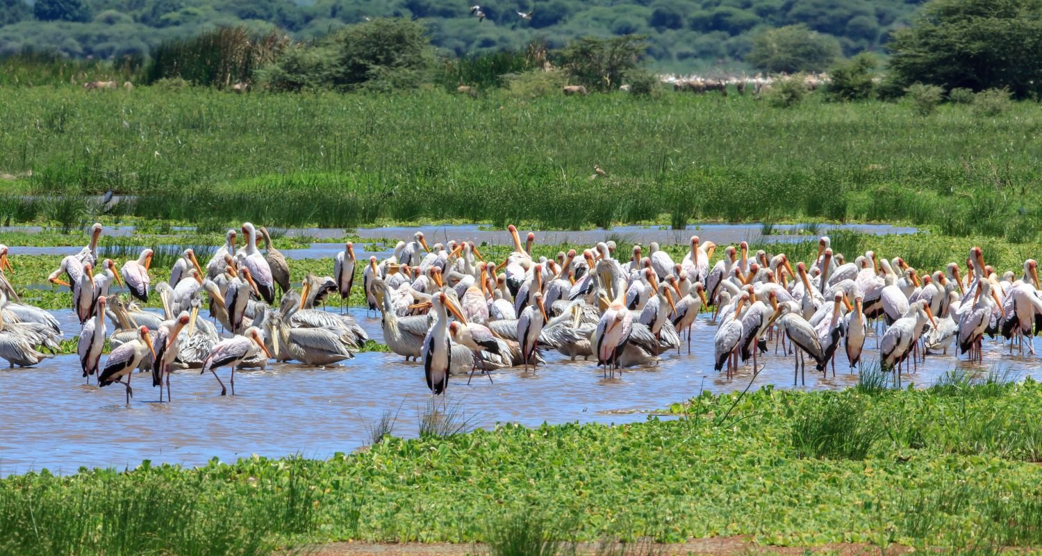 Boardwalk in Bigodi wetland