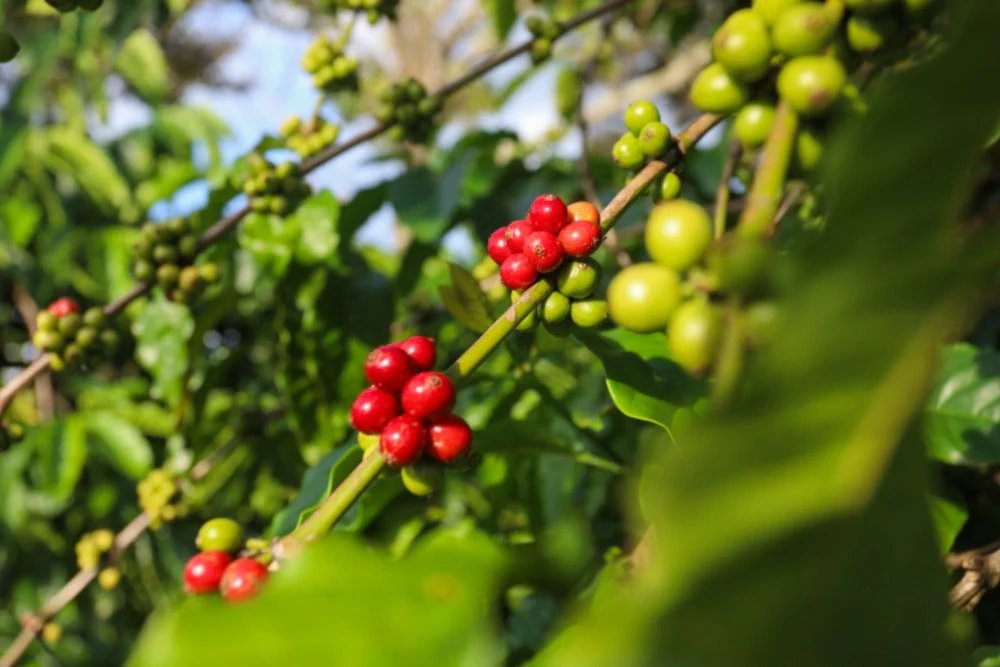 Coffee cherries - Robusta and Arabica