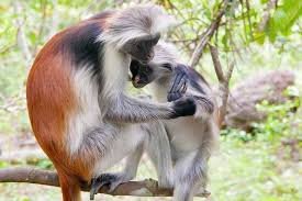 Red colobus monkey