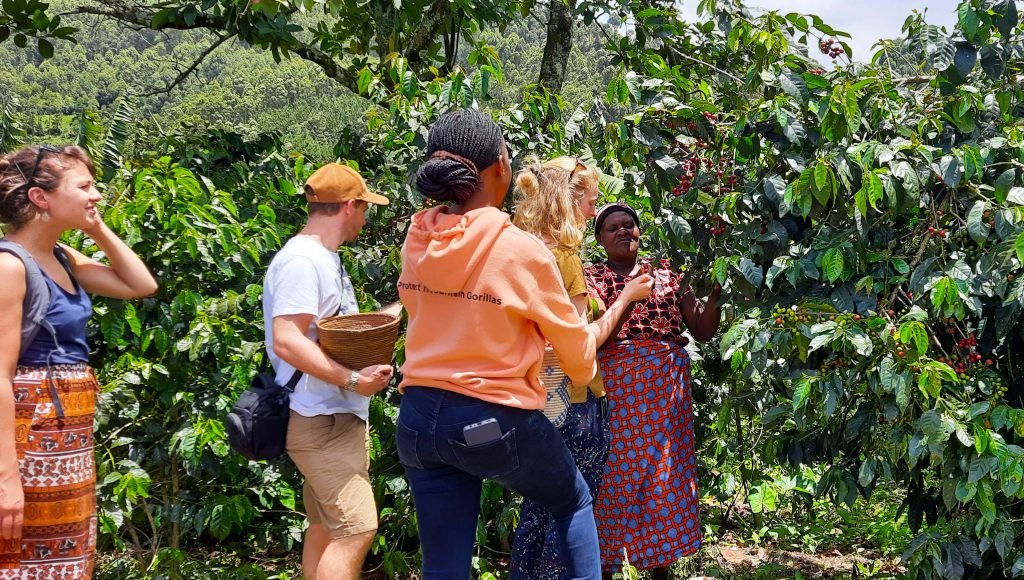 Kisoro coffee fields