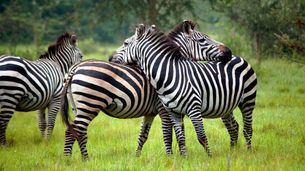 Zebras grazing in savannah