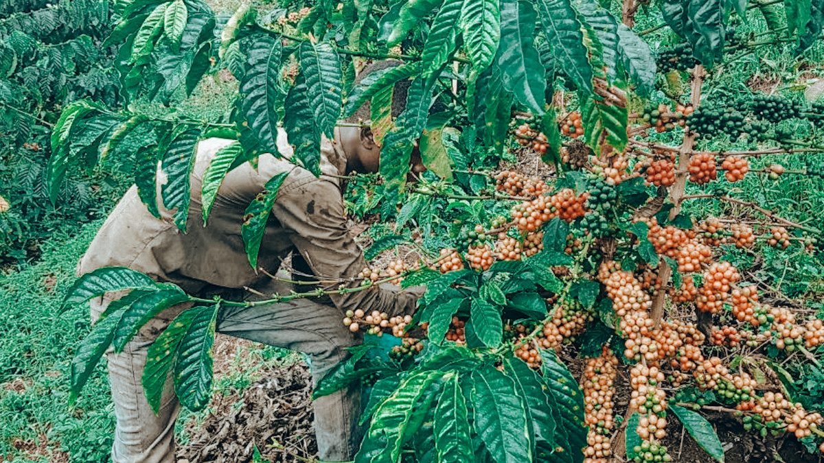 Robusta farm Masaka