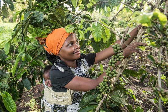 Omwani women's cooperative