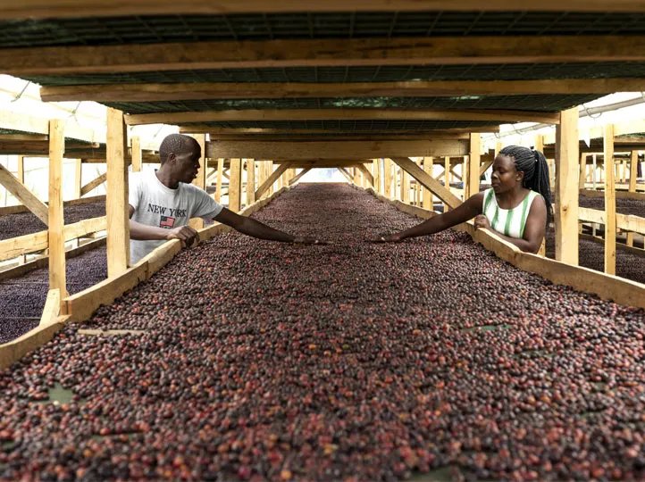 Coffee processing in Sipi