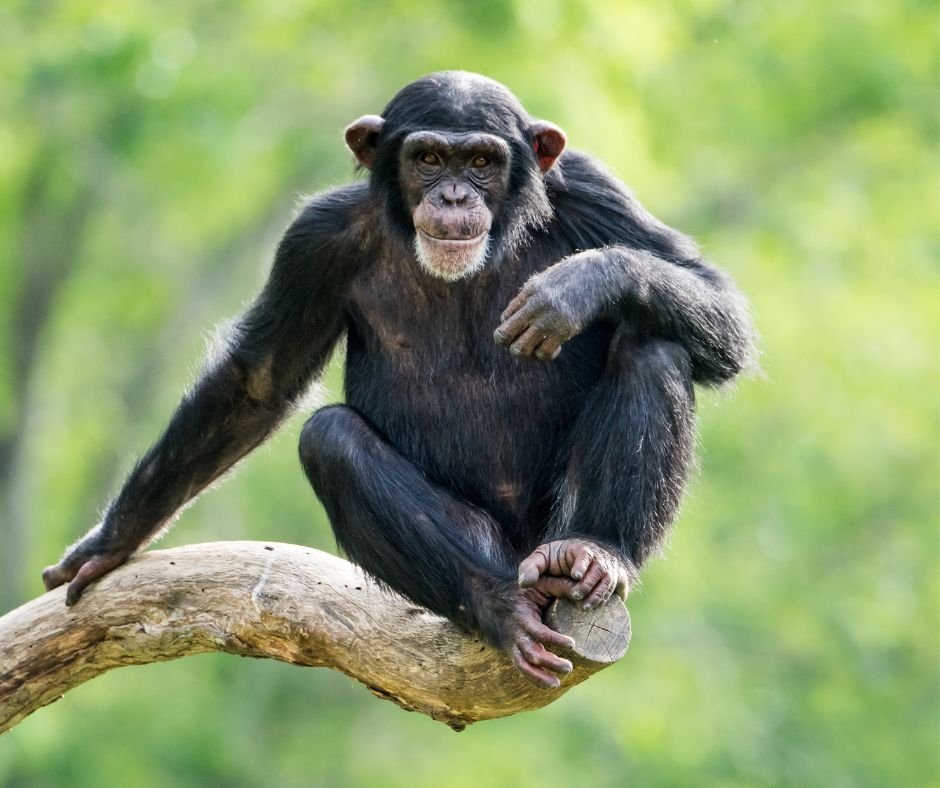 Chimpanzee in Kibale Forest