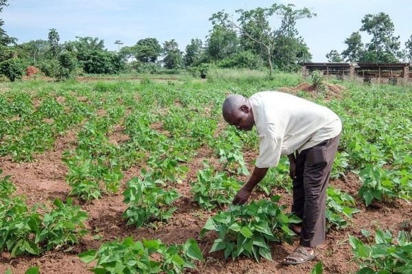 David, sustainable farmer