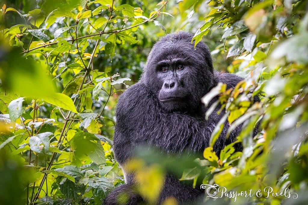 Uganda vs Rwanda gorilla trekking in 2026: which is better?
