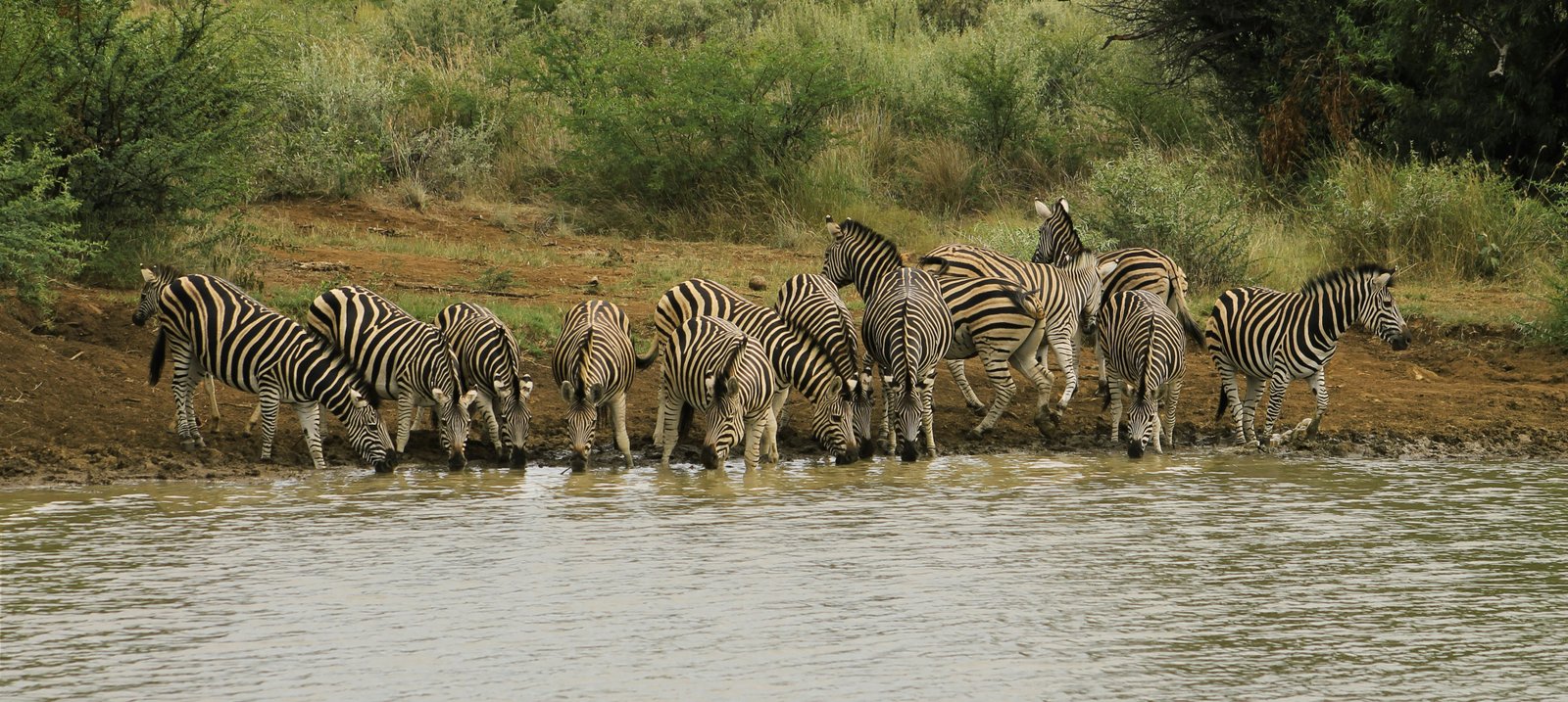 Dry season safari in Uganda - Best time for wildlife viewing in national parks (June-October)