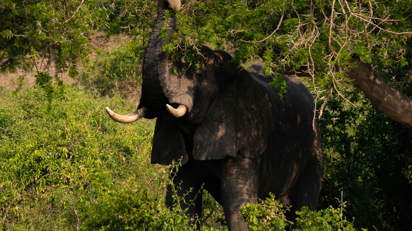 African elephant herd in Murchison Falls National Park Uganda wildlife safari