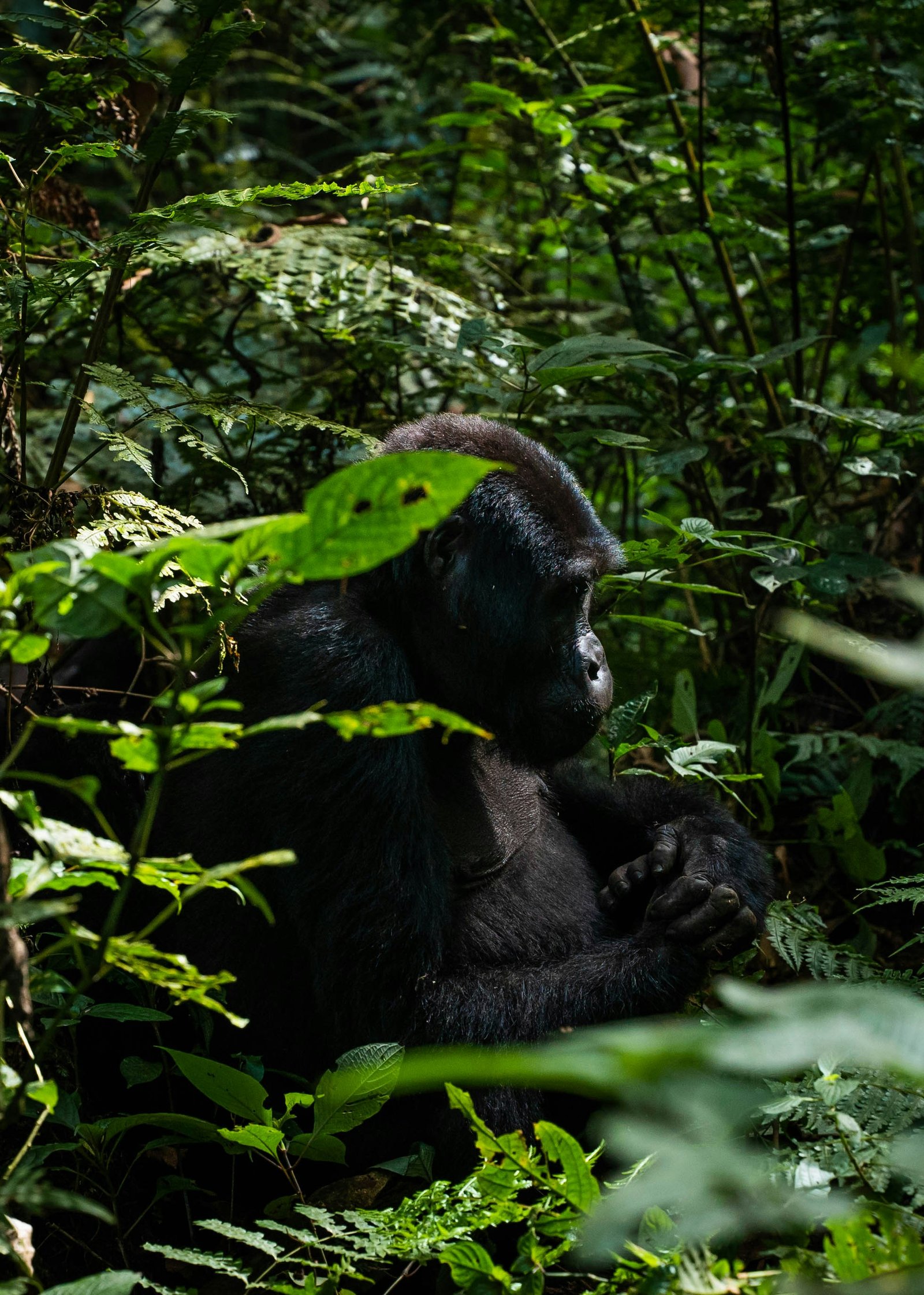 Mountain gorilla trekking experience in Bwindi Impenetrable Forest Uganda