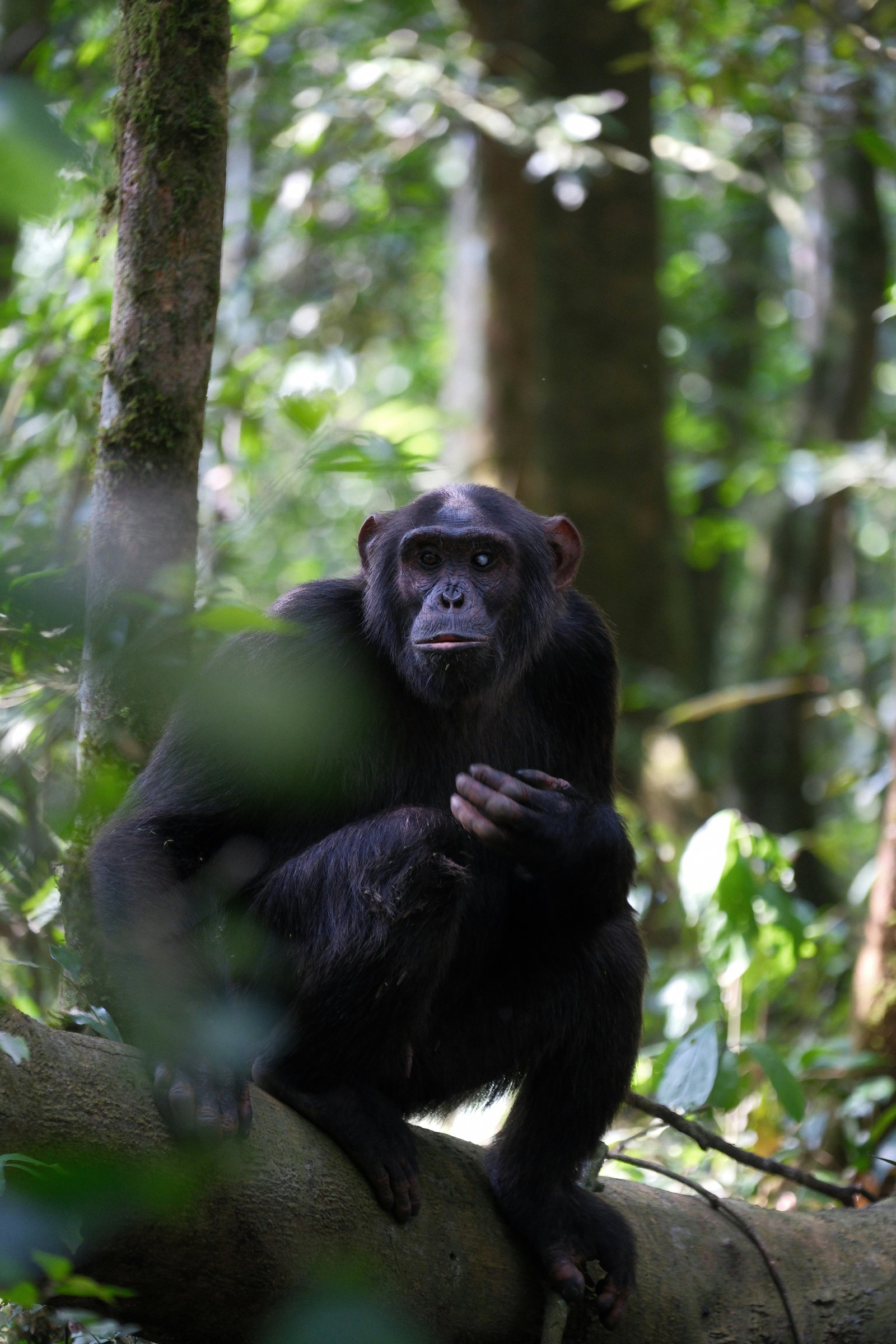 Gorilla trekking in Bwindi Forest