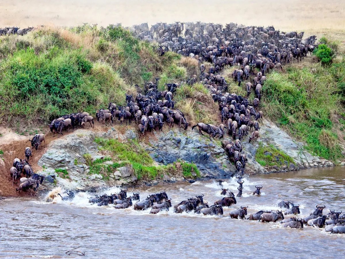 Great wildebeest migration crossing Mara River in Kenya/Tanzania (July-September)
