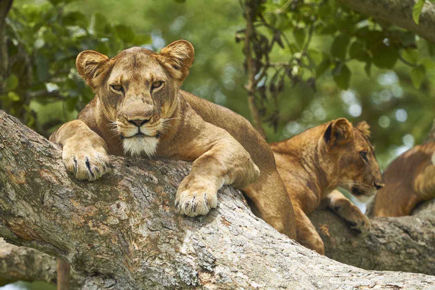 Tree-climbing lions in Ishasha sector, Queen Elizabeth National Park Uganda