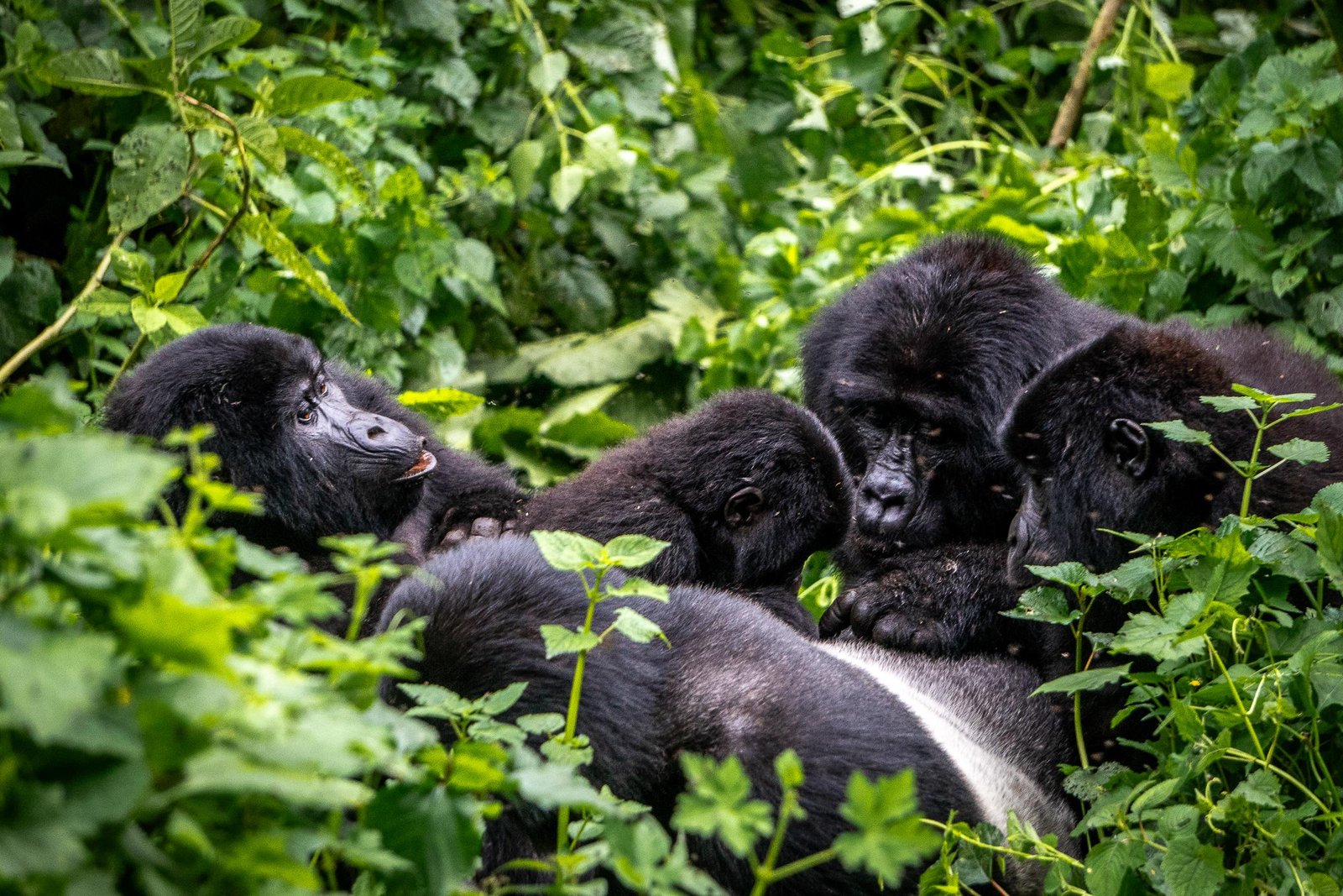 Mountain gorilla family in Bwindi Impenetrable National Park Uganda