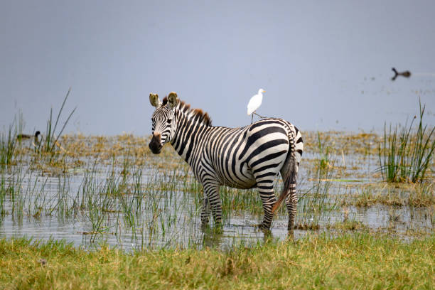 kidepo zebra