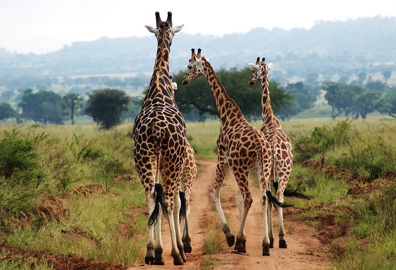 Zebras and giraffes in Lake Mburo National Park Uganda