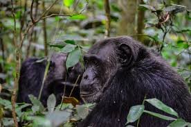 4 Days Chimpanzees in Kibale Forest