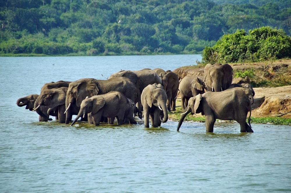 4 Days Queen Elizabeth National Park Tour